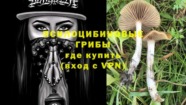прущие грибы Баксан